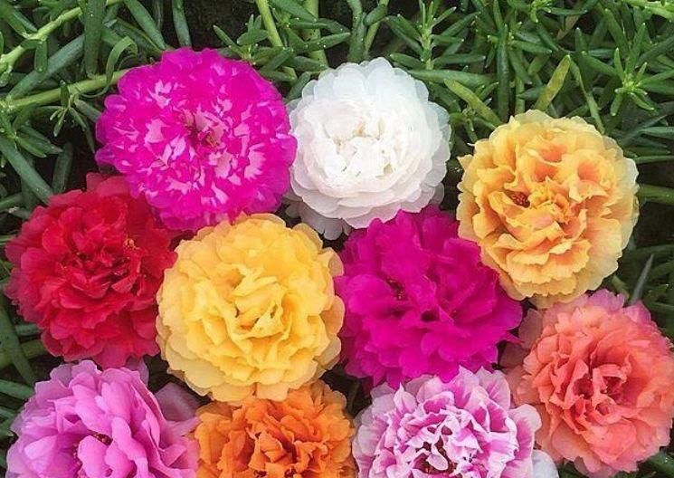  开起|阳台最适养4种花，开起花来“拦”不住，美不胜收，你养了吗