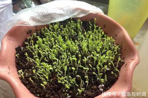  『花钱买』还在花钱买盆栽用半个火龙果，就可以种出这么漂亮的盆栽绿植！