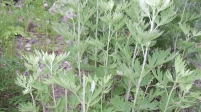 「清香木」温度升高,厕所会产生臭味,快养上“4种花”,好看还能“除臭”