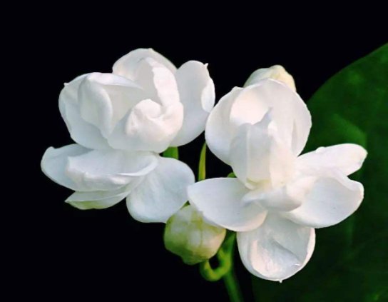 「旺盛」趁雨季的到来,这些植物搬出去淋淋雨,生长越旺盛,花朵鲜艳芳香