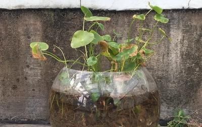  枯萎■铜钱草叶子枯萎、焉了怎么办