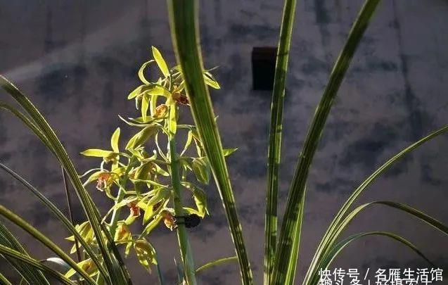  「顺利」下山兰当年不能开花？跟着我操作，保证可以顺利开花