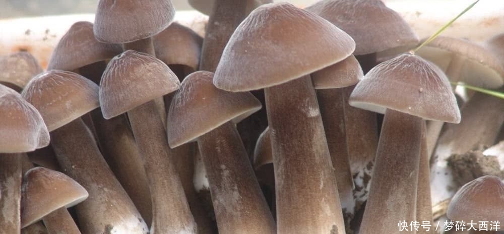  「鼓吹」人称“菌中之王”，只长在白蚁穴旁，商家鼓吹可人工种