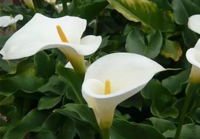『盆栽』3种花本是湿地植物,现在也可以盆栽种植,水浇多了也不会死