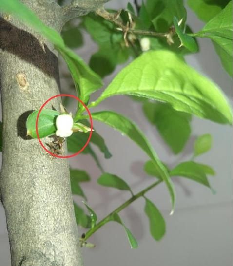 「金弹子开始开花」金弹子进入花期，想提高坐果率，养护工作要重视