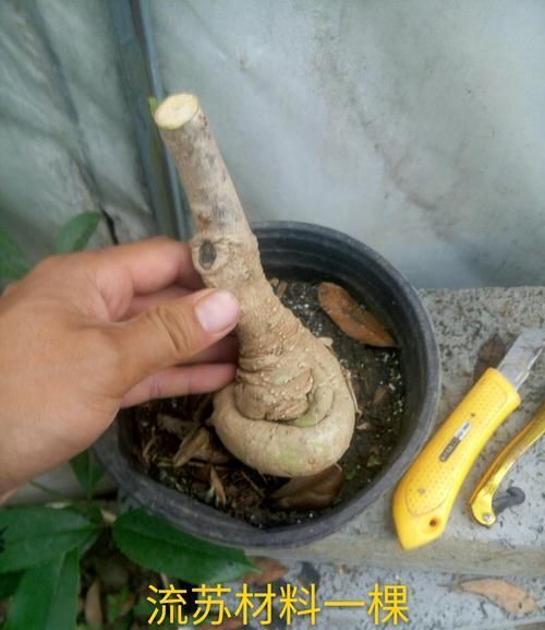  『适合』龙血树属观叶植物也门铁的2种扦插繁殖方式，总有1种方法适合你