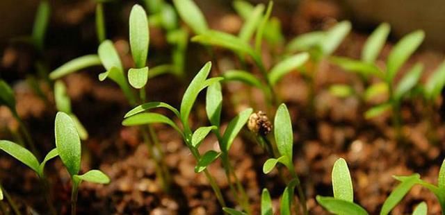 种子:阳台种香菜容易出苗,做好这2步,茎叶蹿个快上桌快