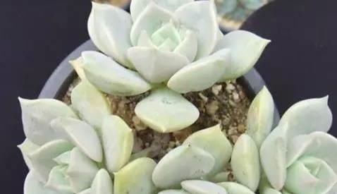  『静夜』这20种美丽的多肉，竟都是静夜的后代！静夜还真是个多情种呢！