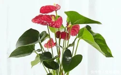 #高贵#八种寓意吉祥的旺财花,好看还好养,喜庆又高贵!