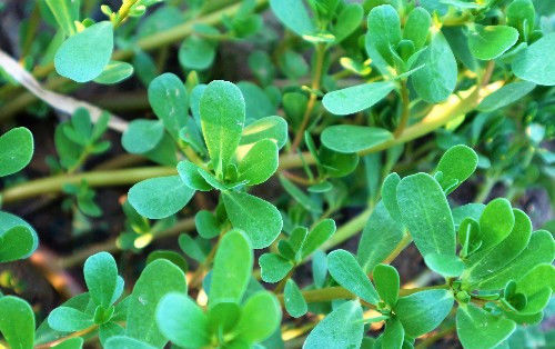  「半亩」农民种植“长寿菜”，既是蔬菜又是中药材，半亩地收入3