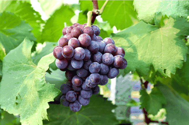 130℃高温下 ，有群嘉善人仍在坚守~