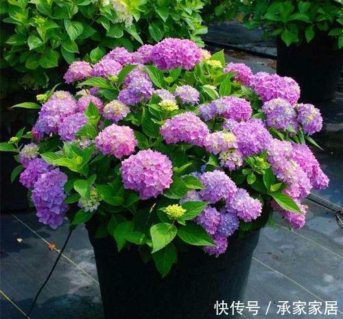  「满园」绣球真是开花机器，剪根枝条插土里，成活快满园花