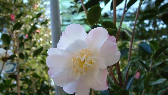  「养山茶花」谦让之花：山茶花，让它在你家阳台绽放起来吧！