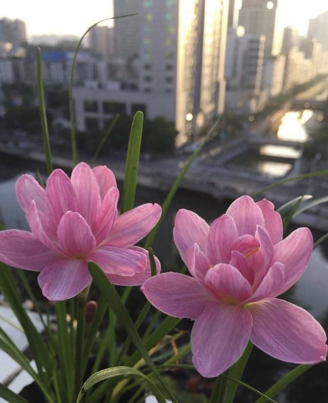  『漂亮』皮实又便宜的“3种花”，就养它，动不动开爆盆，耐晒漂亮