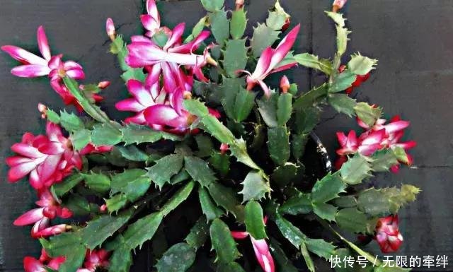  『蟹爪兰』3种水灵灵的花“脾气怪”，花盆越小、越粗糙开得就越美，注意了！