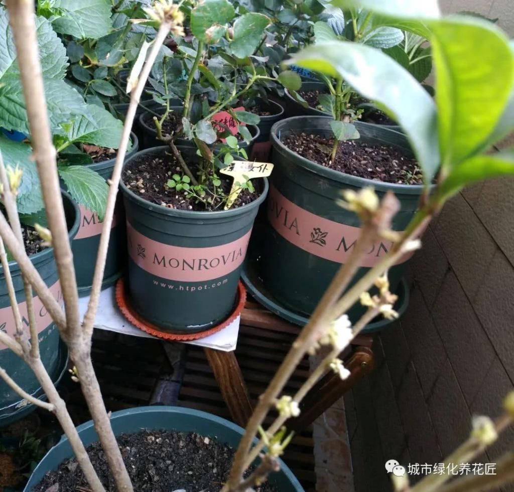  【新叶】桂花枝条光秃秃不长新叶又开花？做到2点新芽撑撑长，摘花不能少