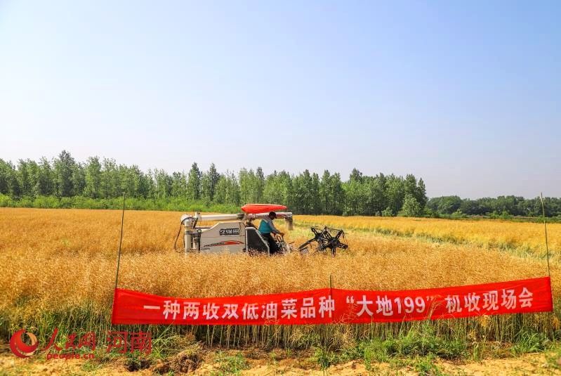  商城县|河南商城县2万亩油蔬两用型油菜喜获丰收