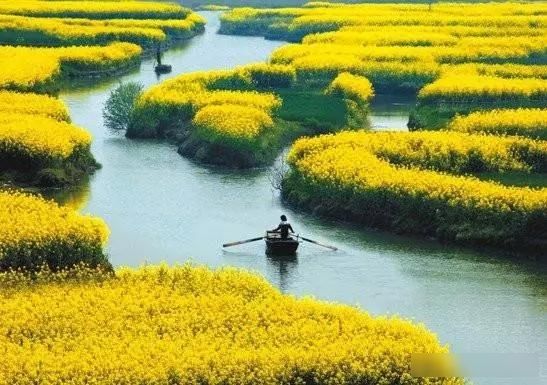  「樱花」中国这些花开成海的地方，美极了