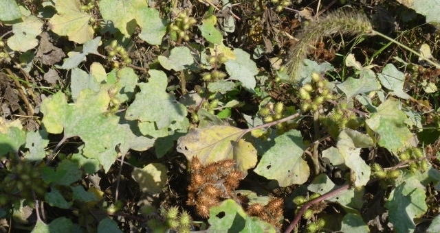  果实@果实盛产，会粘头发，却是名贵药材，人称“小刺猬”