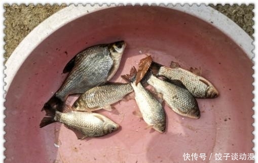  『大草』金圭鲤干上大草，顾不及断线跑鱼