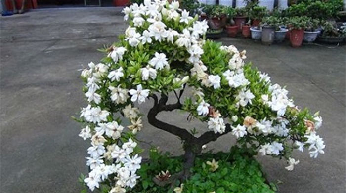 #采摘栀子花#又到开花季,村里不少人去摘,凉拌很美味,一斤7元不舍得卖