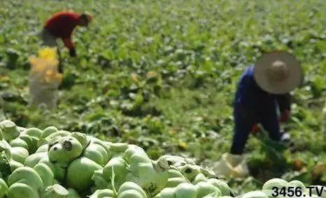 对不起，我要回去当农民了！重磅信号，中国即将实行三权分置！