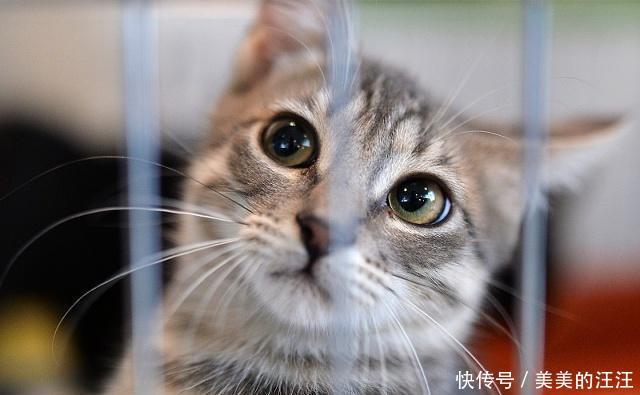 【独自】当猫咪独自在家时,爱做三件事,第一件事会让你非常的感动!