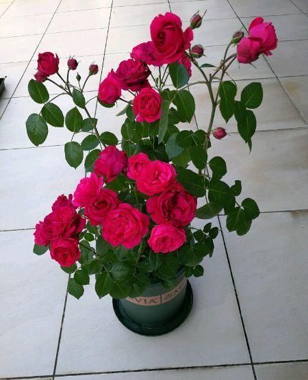  [金灿灿]喜欢玫瑰，不如首选“珍贵玫瑰”假日公主，花开金灿灿，活力十足