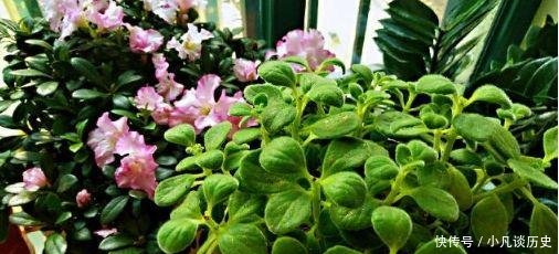 技巧■给花浇水有技巧,什么是干透什么是浇透其实很好掌握!