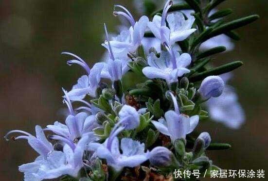 「室内」室内养3种“芳香植物”,叶子香、开花香喷喷,空气清新,睡眠好