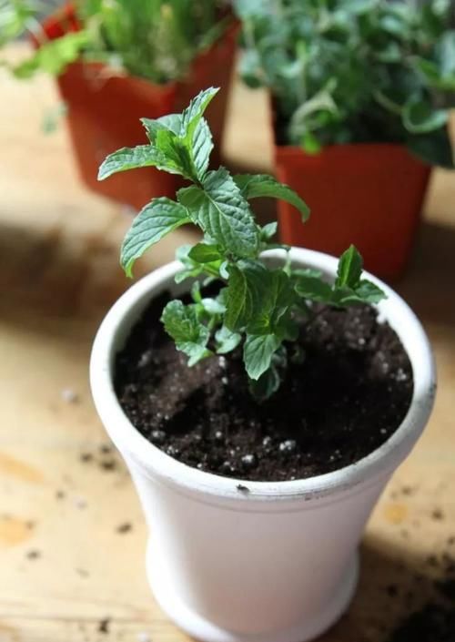  #补充水分#在花盆里养出能不断掐叶的薄荷，一周就能收获一两次