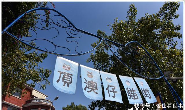 「鸽子」顶澳仔猫街撸猫、白鹭洲喂鸽子,厦门文艺之旅,去过才算没白来!