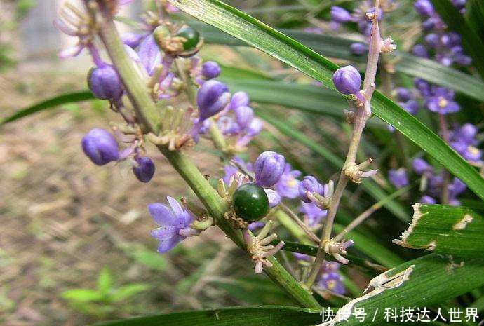 『龙吐珠』三种十分罕见的花,山麦冬、赛菊芋、龙吐珠,你见过几个?