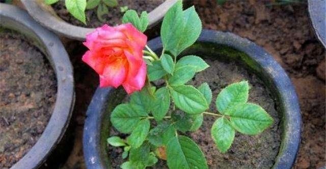  「俏丽」月季花型饱满花色俏丽，学会扦插收获满满，开花成海十分美观
