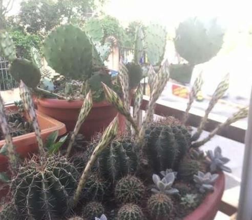  摆放|5种适合摆放在办公桌上的盆栽介绍!防辐射、改善心情,别错过!