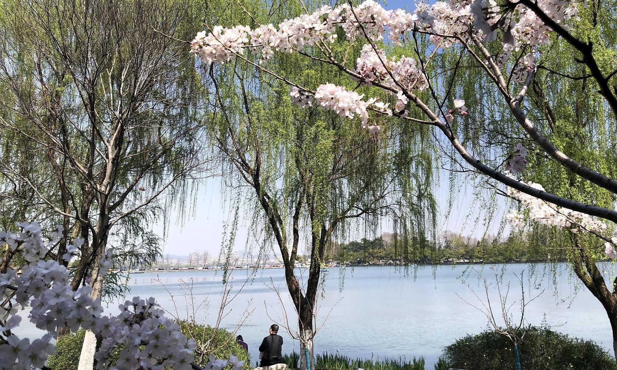  樱花：在南京，这座湖与西湖，南湖并称江南三大名湖，如今樱花盛开