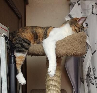  【睡姿】本以为只有小奶猫的睡姿怪，没想到大猫的睡姿更奇怪