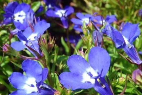  #养草#种花养草，就养盆遥远的鼓声，花开嫩润色奇特，清香入鼻真好闻