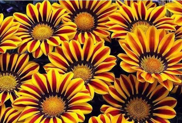 「美艳」家里养这些花,不用操啥心,枝头窜满花苞,阳台变成小花园,美艳