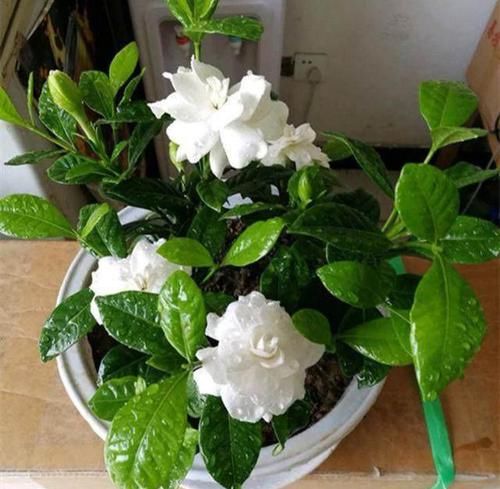 「干枯的现象」栀子花黄叶,干巴巴?2个妙招很重要,学会了,叶子油绿闪光