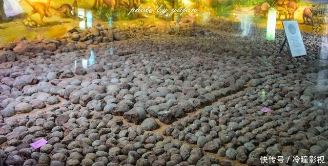  #恐龙蛋化石#世界上恐龙蛋最多的地方竟然就在广东，密密麻麻，