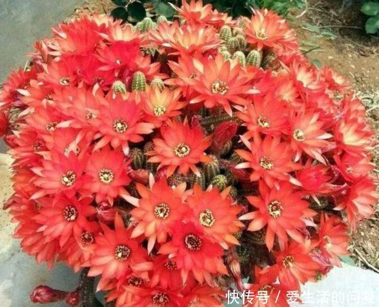  植物|4种花养家里，叶片终年都是绿色的，造型非常好看