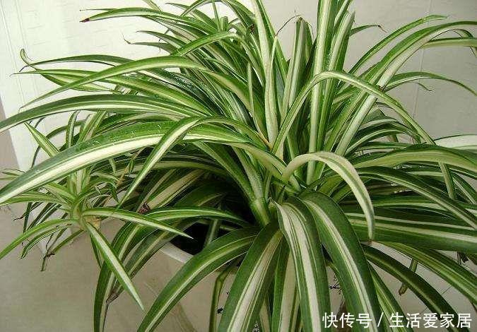 调节:“3种花”是空气净化高手,养一盆放屋里,还能调节室内气候