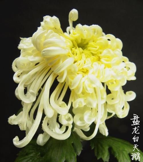 『喜欢』喜欢菊花,不如养盆“珍奇名菊”禾城狮吼,似新婚燕尔,娇羞高雅