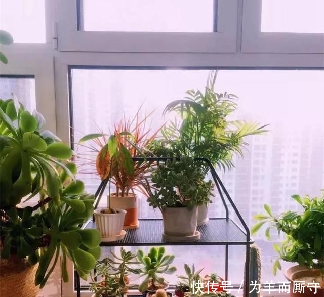  [人间天堂]在阳台搭一个花架, 造一处自己的人间天堂