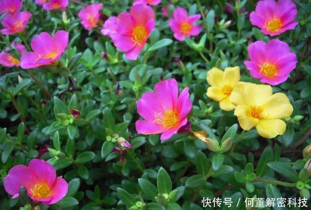 『就可以』太阳花到了生长旺期,注意这几点,花期提前还能爆盆