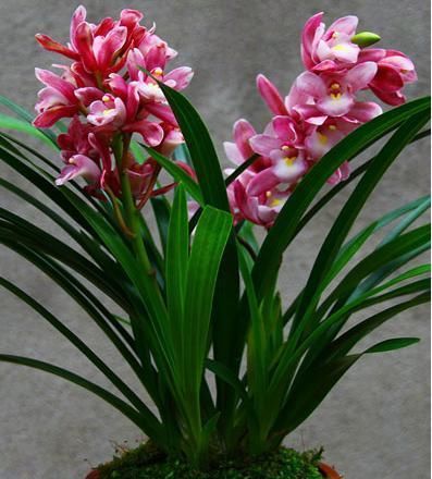  养兰■此兰花，香气最浓郁，花量极多，花色鲜艳夺目，爱好养兰的首选