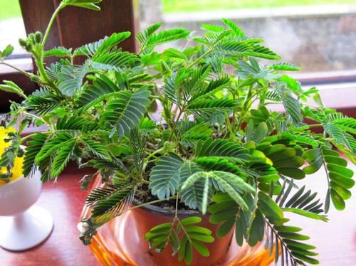  「质量」卧室里面千万不要养这几种植物，否则大大减少睡眠质量！