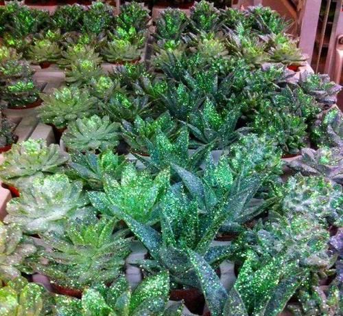  朱顶红：看见这花可别买，忍住，小心被忽悠，花钱买气受！