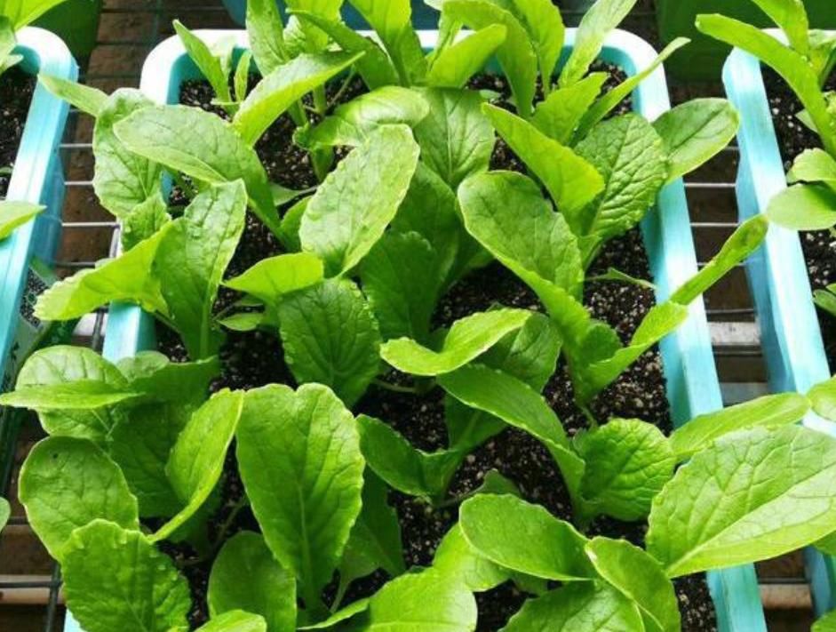  「韭菜」别人种花我种菜，“5种菜”种阳台，1个月就能吃，吃完一茬又一茬